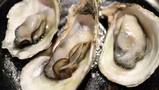 oyster-g939c7f05c_1280