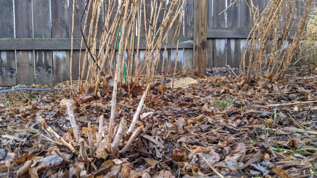 spring leaf litter leaves garden yard waste