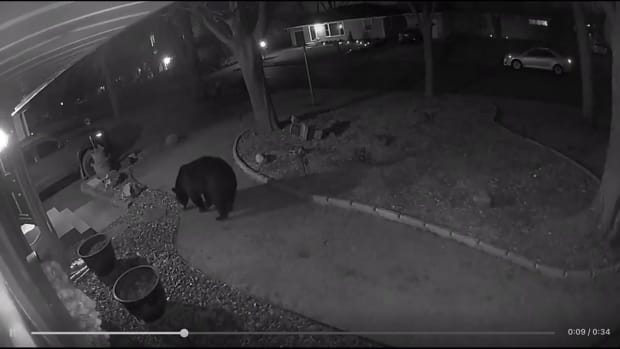 Black Bear caught on camera in St Louis Park