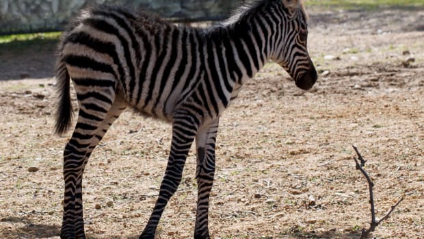New baby zebra at the Como Zoo.