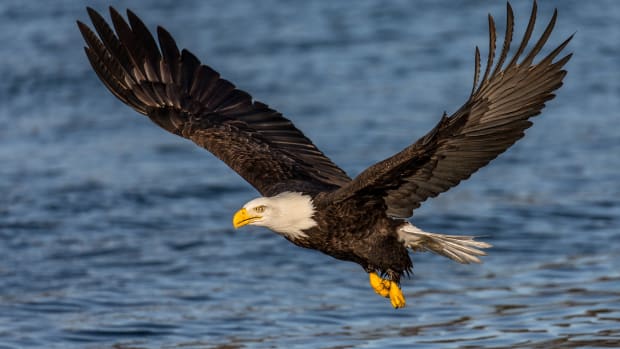 A Bald Eagle in flight.