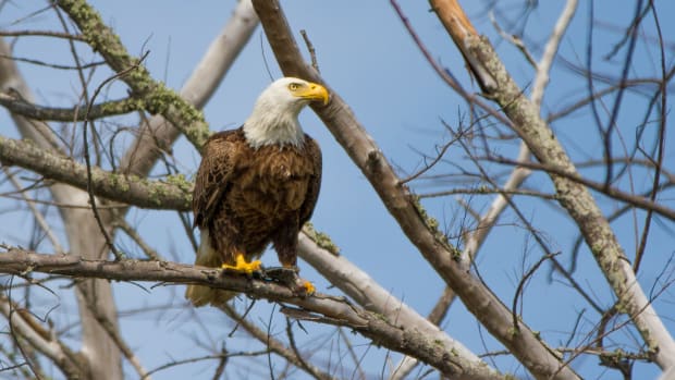 A bald eagle perched on branches.