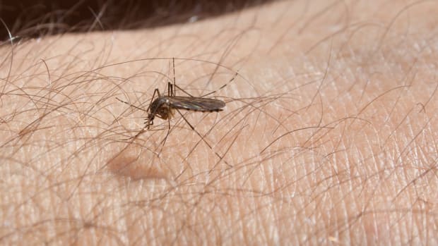Flickr - mosquito skin - Jim STauffer