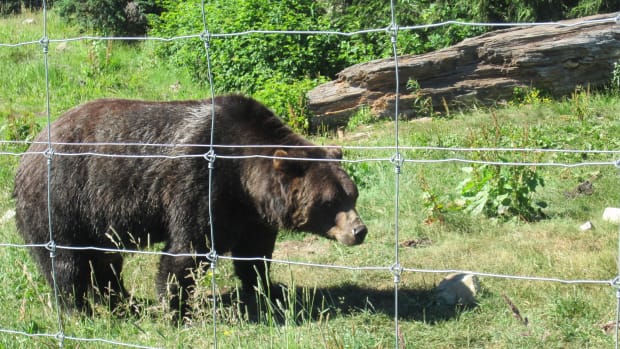Flickr - black bear walking fence line - Dan Ox