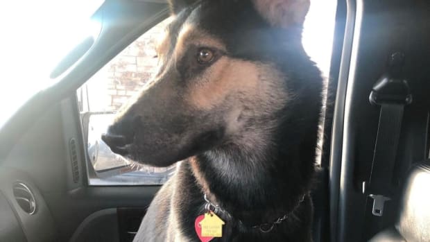 Facebook - GoGo dog stolen vehicle -  St. Paul Police Department