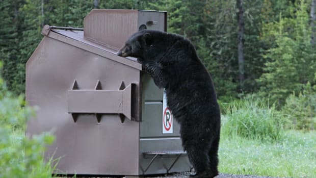 USFS Superior Natl Forest - Aug 30 2021 - bear in supplies