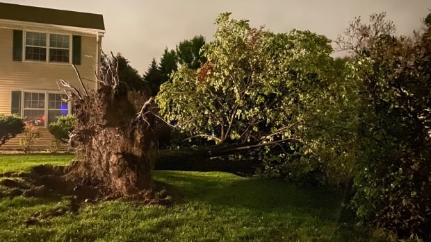 uprooted tree in Burnsville