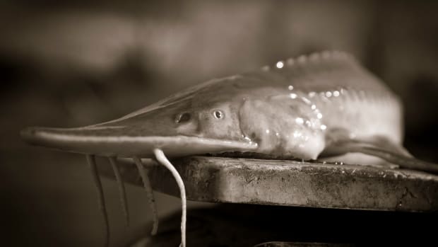 Minnesota lake sturgeon spawning event marks first of its kind in over a  century - Bring Me The News
