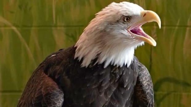 That's not a vulture: Effort to find bald eagle in frightful