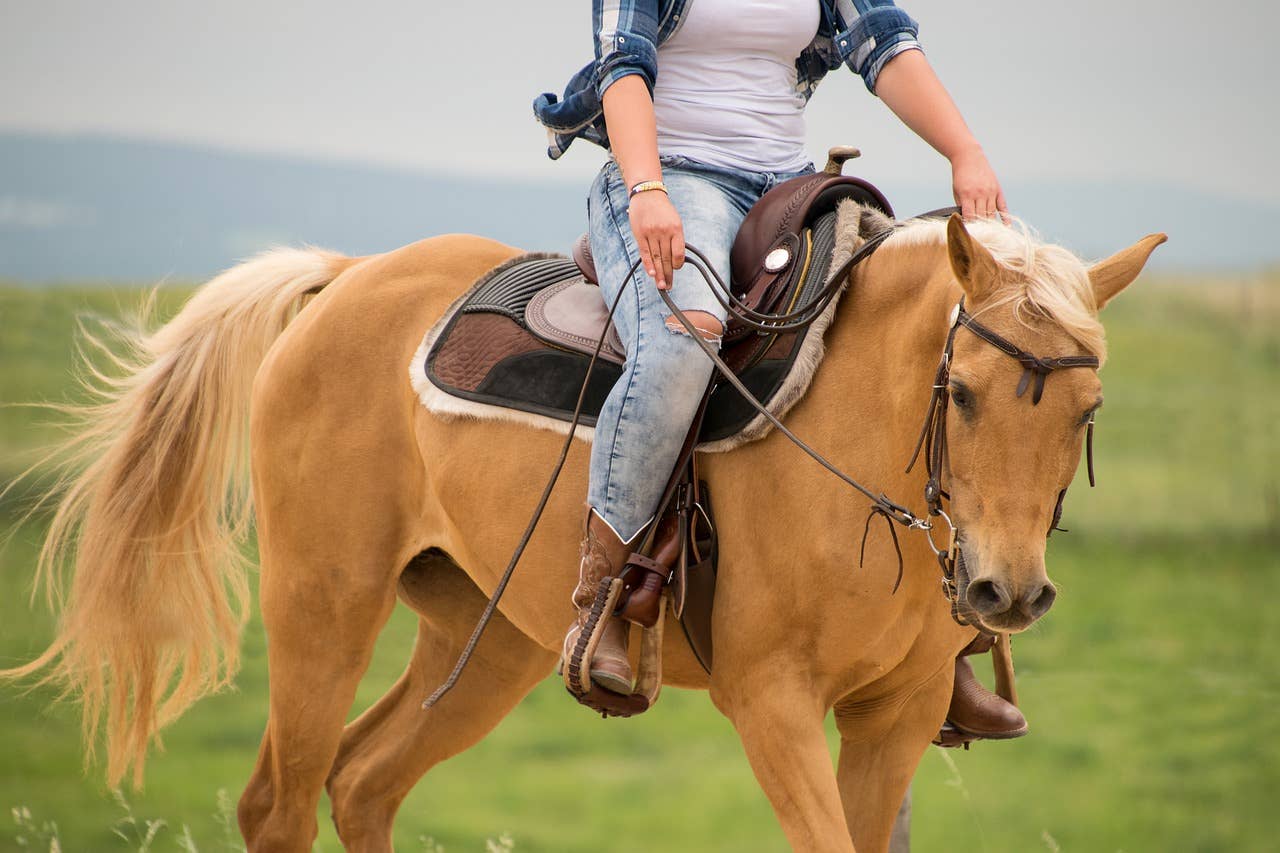 Woman dies after being dragged by horse in west-central Minnesota ...
