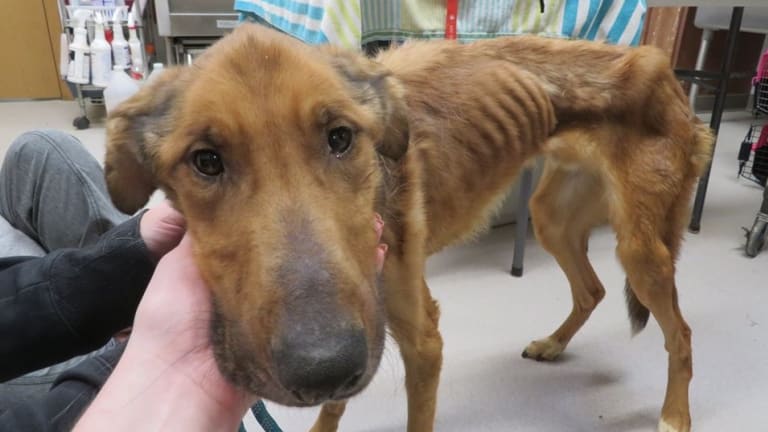 Appeal to find owners of 'severely malnourished' dog in western Wisconsin -  Bring Me The News
