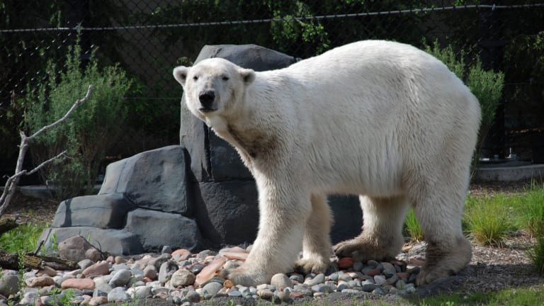 Swedish Polarbears