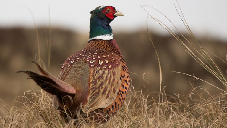 A Tale Of Two Disappearing Pheasants