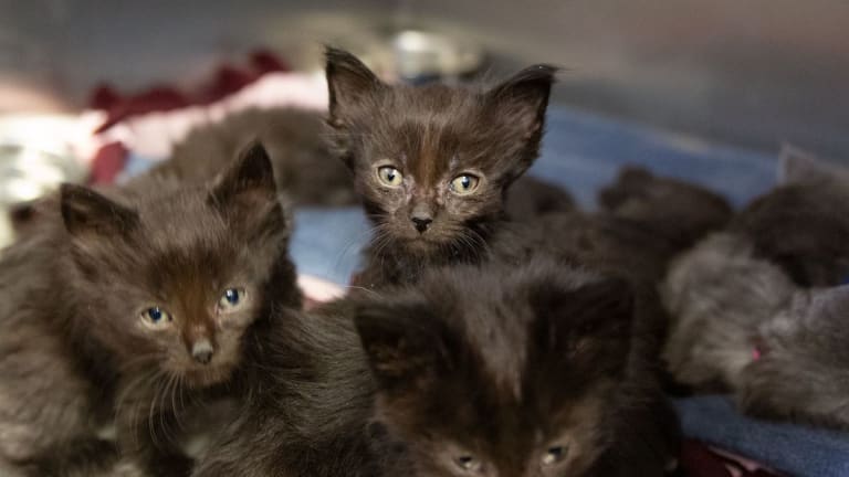 Bloomington cat café opens for business, pet fostering