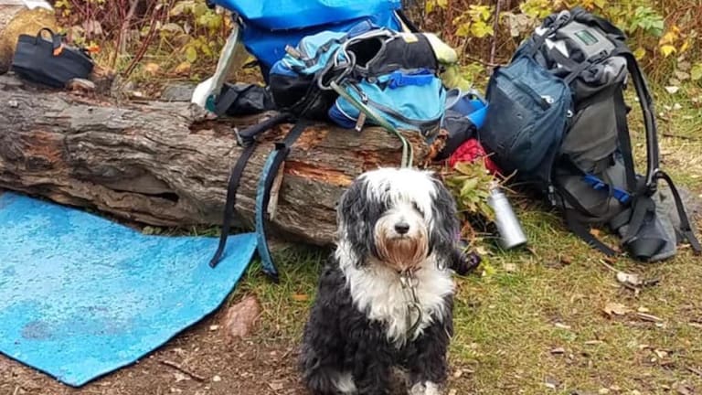 Dog Lost For 12 Days In Boundary Waters Is Found Safe Will Be Reunited Dog Lost For 12 Days In Boundary Waters Is Found Safe Will Be Reunited