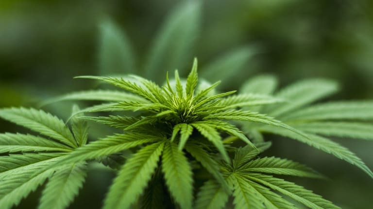 Minnesota DFL'ers use 4/20 to call for marijuana legalization