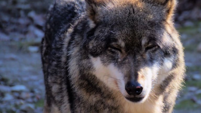 Wisconsin DNR sets wolf hunt quota at 130 animals