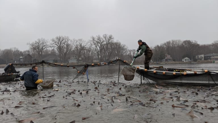 DNR nets largest haul of invasive carp 'this far upstream' in Mississippi  River - Bring Me The News