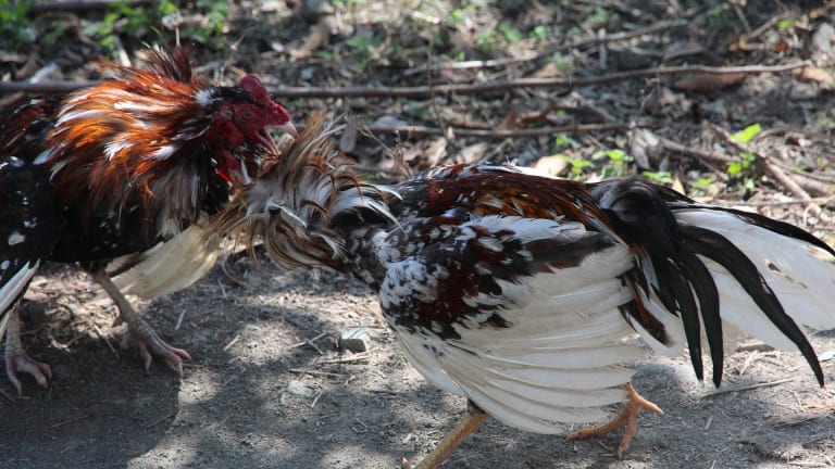 Cockfighting Ring Busted North Of The Twin Cities, 10 Facing Charges ...