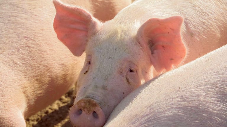 2,500 hogs die in southern Minnesota barn fire