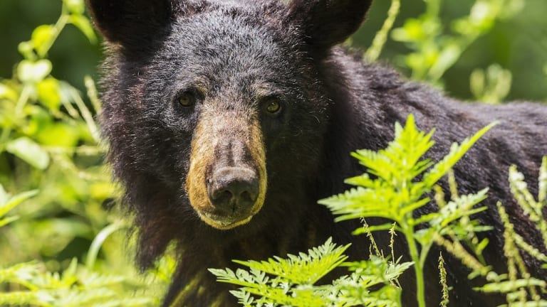 2 people injured when SUV hits bear in northern Minnesota