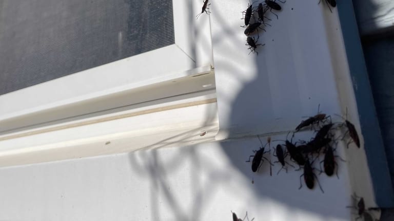 The boxelder bug invasion has commenced in Minnesota