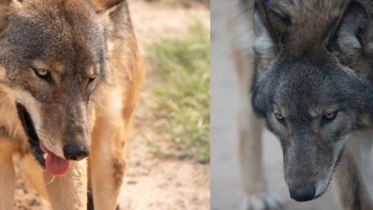 Como Zoo welcomes 2 wolf brothers, marking return of wolves to St. Paul