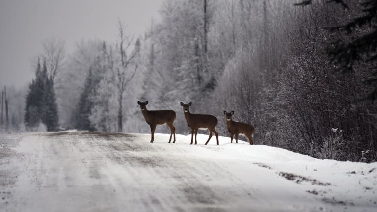 Police: Man deliberately ran over deer in Ely, killing three - Bring Me ...