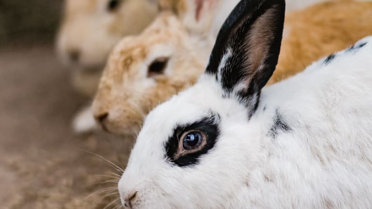 MN authorizes vaccine for highly contagious, deadly rabbit disease