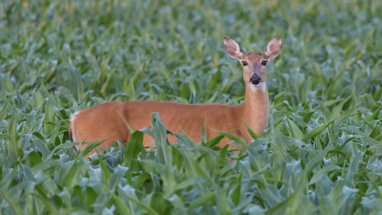 DNR bans movement of farmed deer into and within MN to prevent CWD