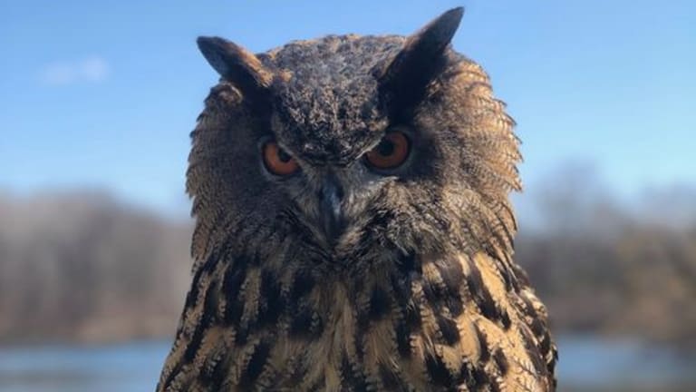 Minnesota Zoo's owl that escaped and died was likely hit by a car