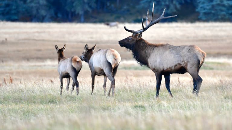 First elk in more than 100 years spotted in parts of southern Wisconsin
