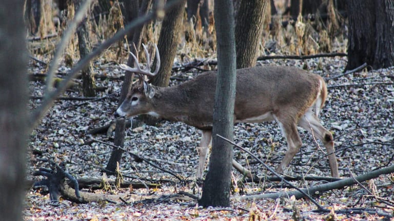 Large buck illegally shot with crossbow in Baxter city limits, DNR investigating