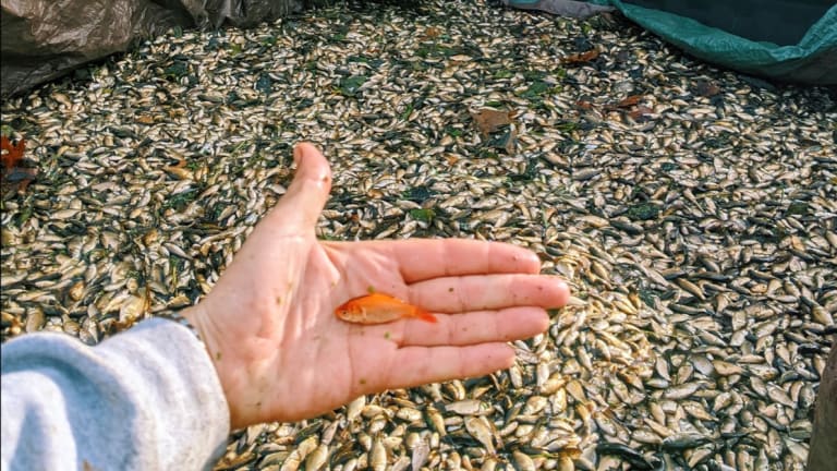 Another 5,000 lbs. of goldfish removed from Carver County lakes