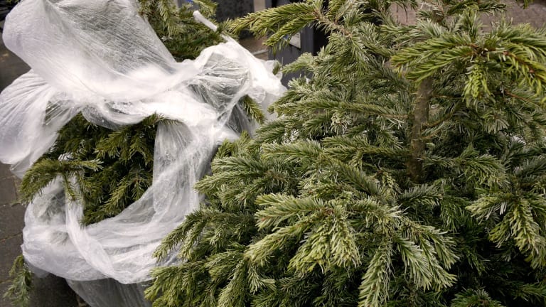How to get rid of an old Christmas tree in the Twin Cities (the right way)