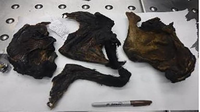 Border agents seize bushmeat from travelers at MSP Airport