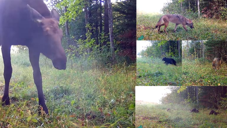 Video: Voyageurs Wolf Project camera captures remarkable footage of wildlife trail