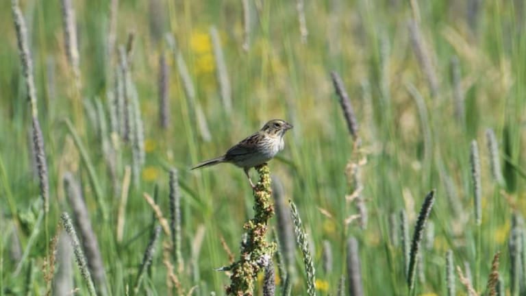 Environmental groups applaud as Twin Cities grassland site spared from development