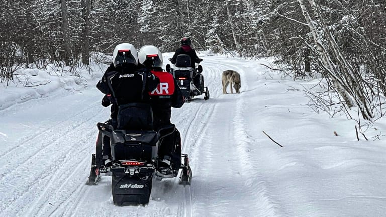 Wolf exhibits 'extremely abnormal' behavior, approaches MN snowmobilers