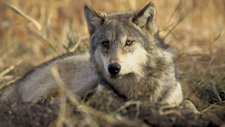 Gray wolves regain federal protections, prohibiting hunting and trapping in most states