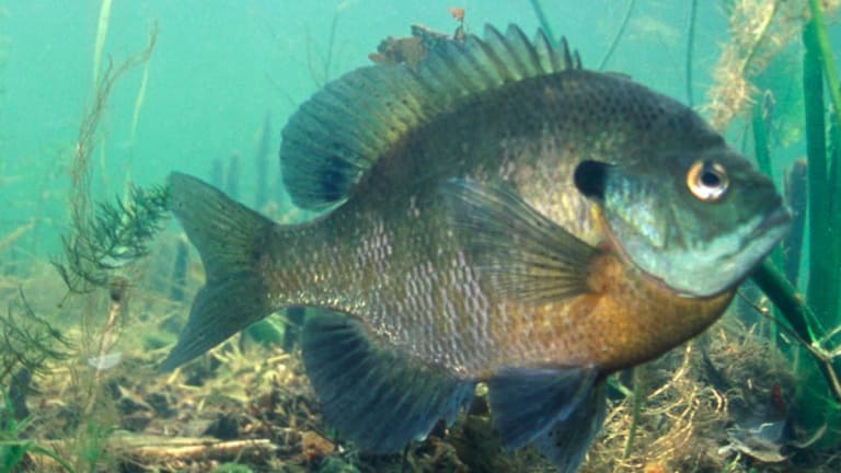MN DNR adds daily sunfish limits to 52 more lakes