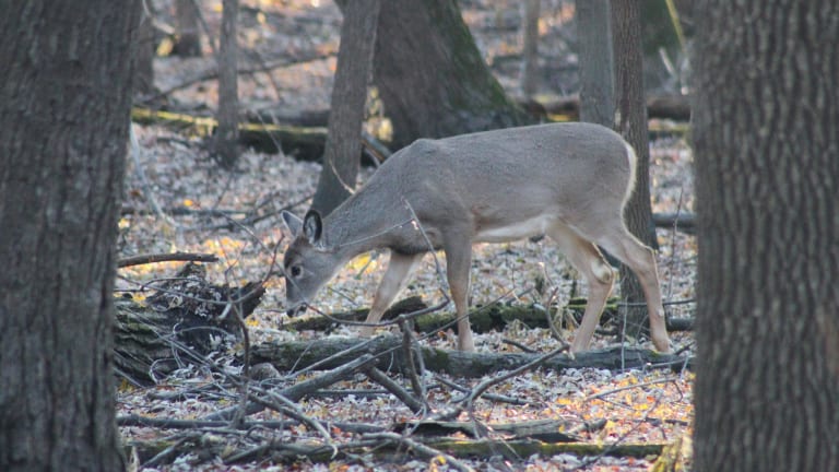 Wild deer with Chronic Wasting Disease discovered in Grand Rapids