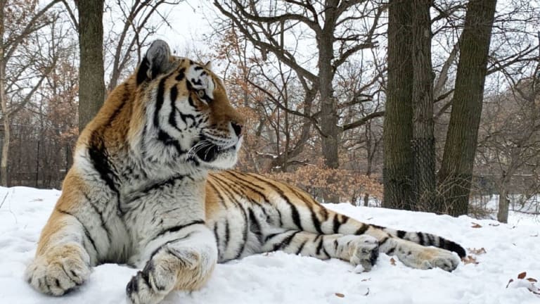 Putin, Minnesota Zoo's male Amur tiger, dies during routine procedure