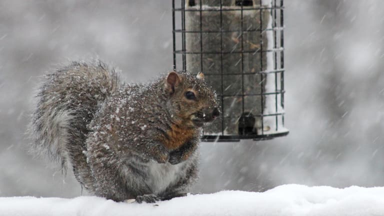 Charges 76 Year Old Man Attempted To Shoot Squirrel Shot Neighbors