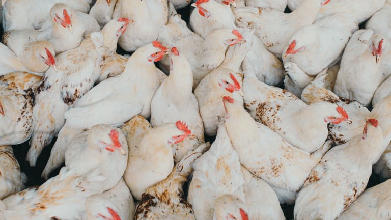 Avian influenza confirmed in two Minnesota poultry flocks