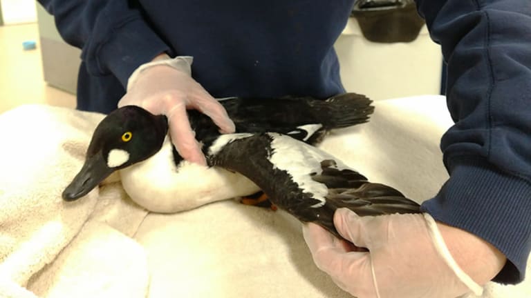 As bird flu spreads, wildlife rehabber makes 'grave decision' to stop admitting some species