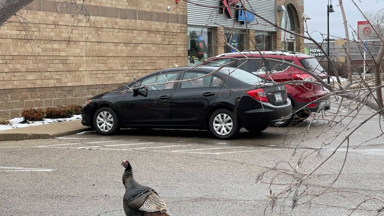 Twin Cities liquor store appears to have its own resident turkey