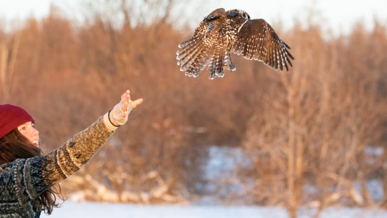 'Groundbreaking' Minnesota research project could illuminate mysterious northern hawk owl