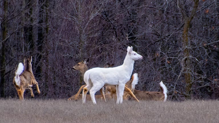 Extremely rare albino deer spotted in Minnesota