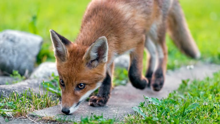Wild fox in Minnesota tests positive for highly contagious avian influenza